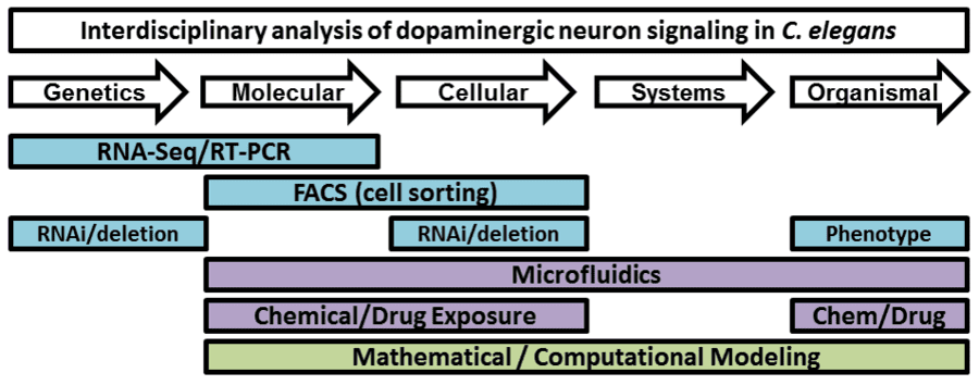 Bioss Team 1 - Workflow