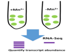 Bioss Team 2 - Figure 3